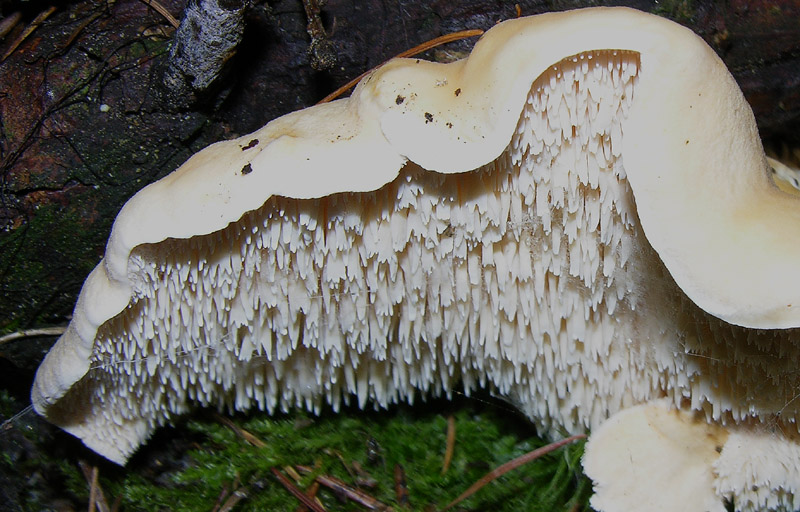 Nei boschi del mauretto..quando il gatto non c''�...